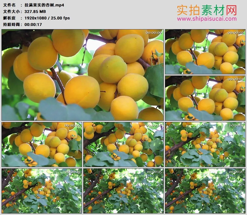 高清实拍视频素材丨挂满果实的杏树