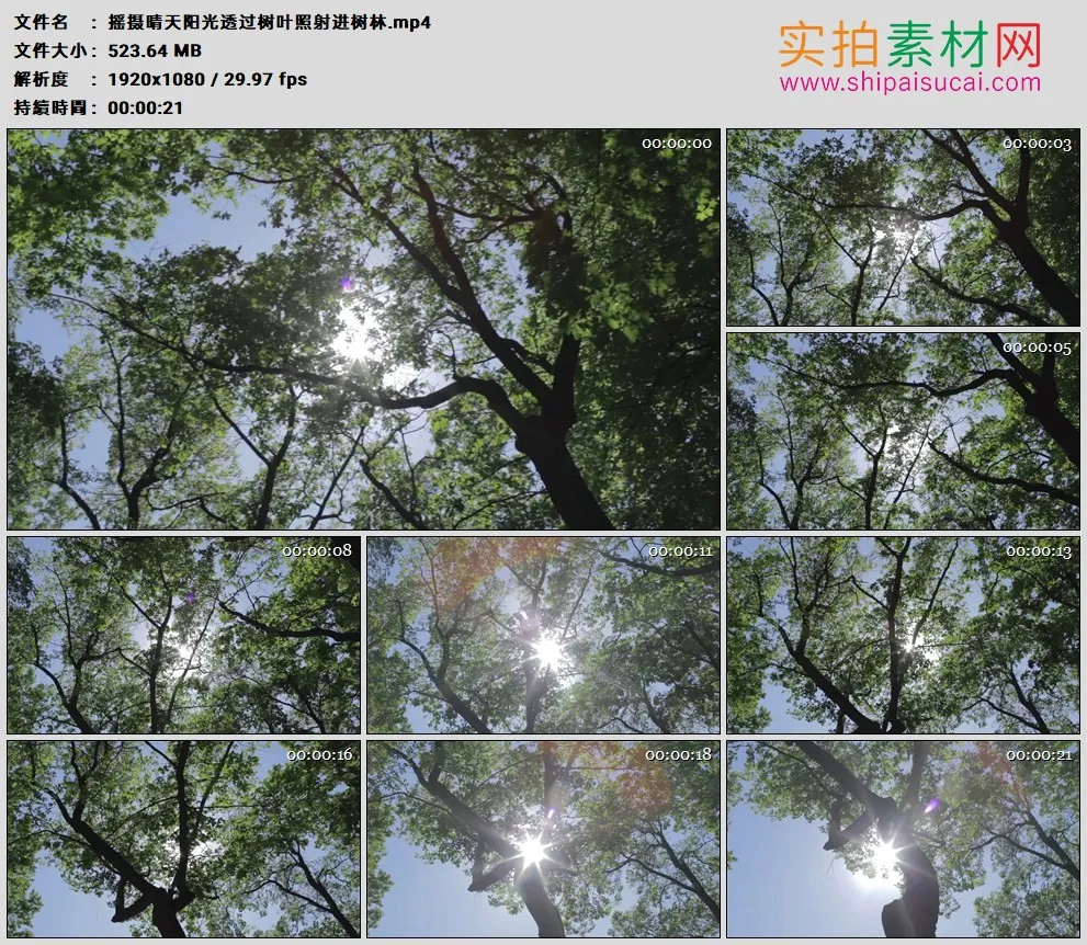 高清实拍视频素材丨摇摄晴天阳光透过树叶照射进树林