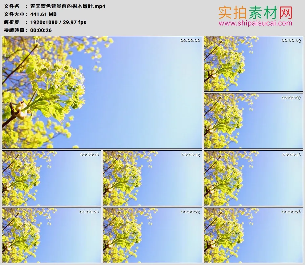 高清实拍视频素材丨春天蓝色背景前的树木嫩叶