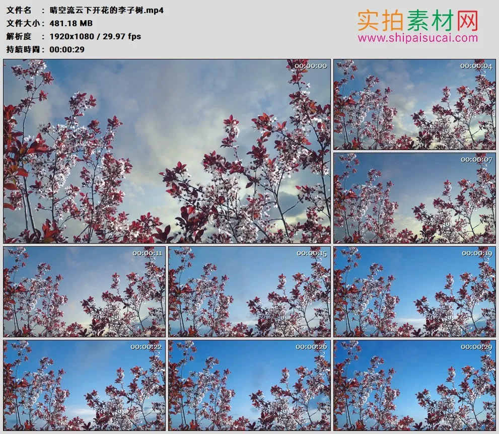 高清实拍视频素材丨晴空流云下开花的李子树