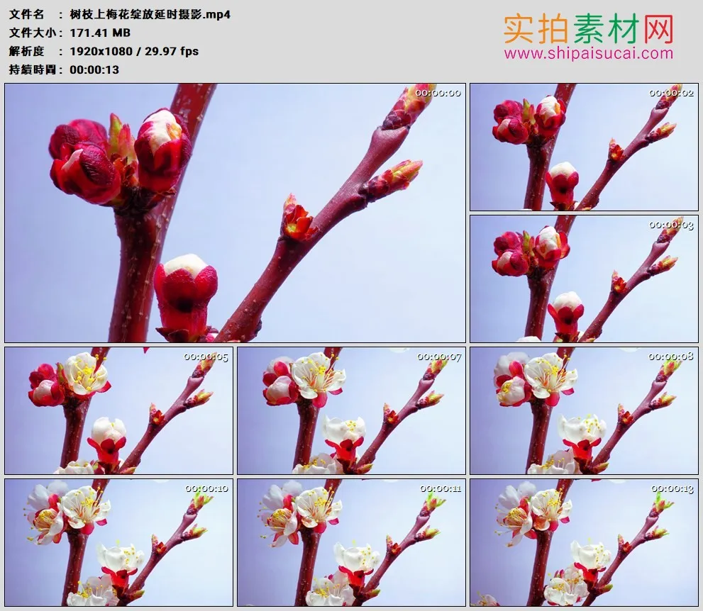 高清实拍视频素材丨树枝上梅花绽放延时摄影