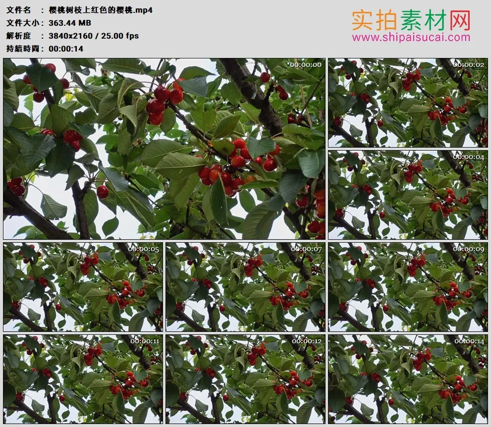 4K高清实拍视频素材丨樱桃树枝上红色的樱桃