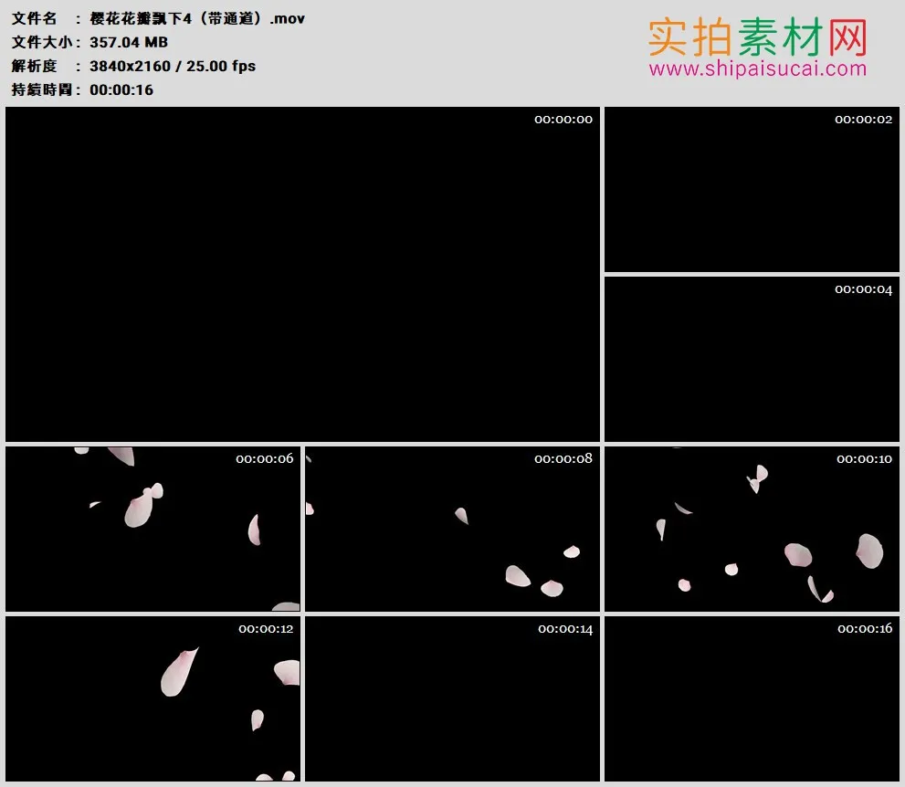 4K高清动态视频素材丨樱花花瓣飘下4（带Alpha通道）
