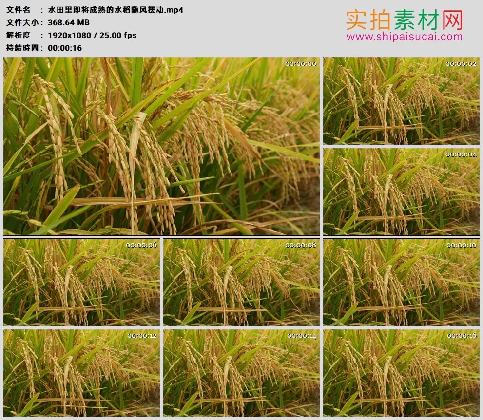 高清实拍视频素材丨水田里即将成熟的水稻随风摆动