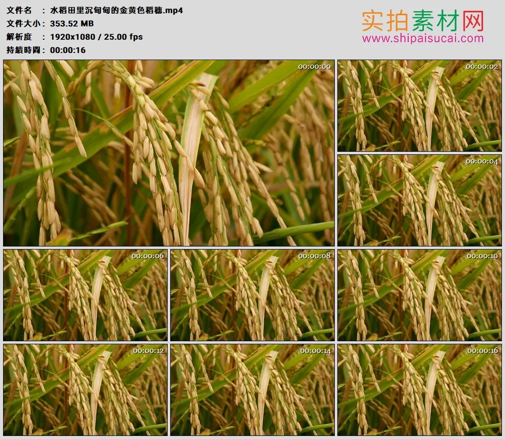 高清实拍视频素材丨水稻田里沉甸甸的金黄色稻穗