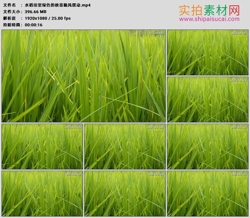 高清实拍视频素材丨水稻田里绿色的秧苗随风摆动