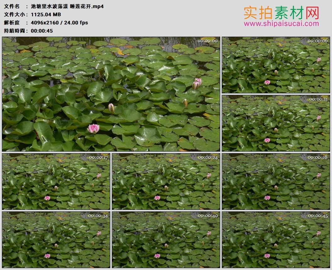 4K高清实拍视频素材丨池塘里水波荡漾 睡莲花开