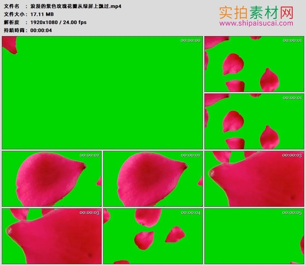 高清动态视频素材丨浪漫的紫色玫瑰花瓣从绿屏上飘过