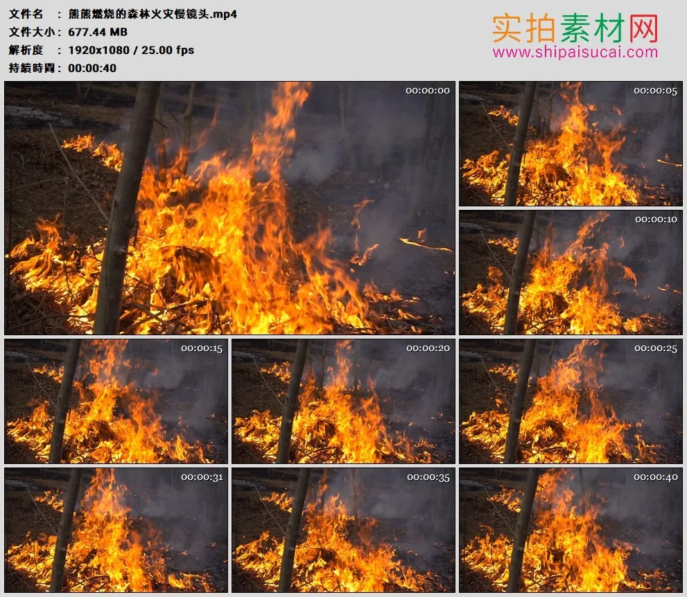高清实拍视频素材丨熊熊燃烧的森林火灾慢镜头