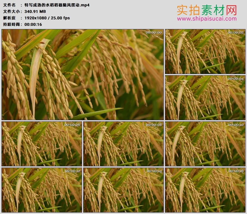 高清实拍视频素材丨特写成熟的水稻稻穗随风摆动
