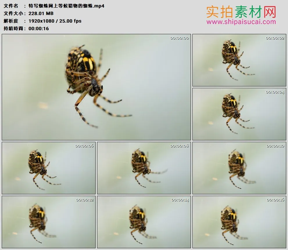 高清实拍视频素材丨特写蜘蛛网上等候猎物的蜘蛛