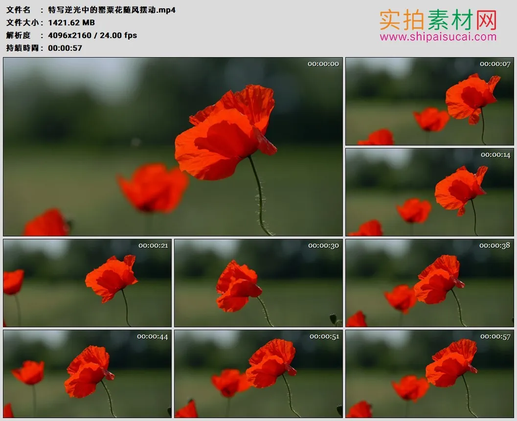 4K高清实拍视频素材丨特写逆光中的罂粟花随风摆动