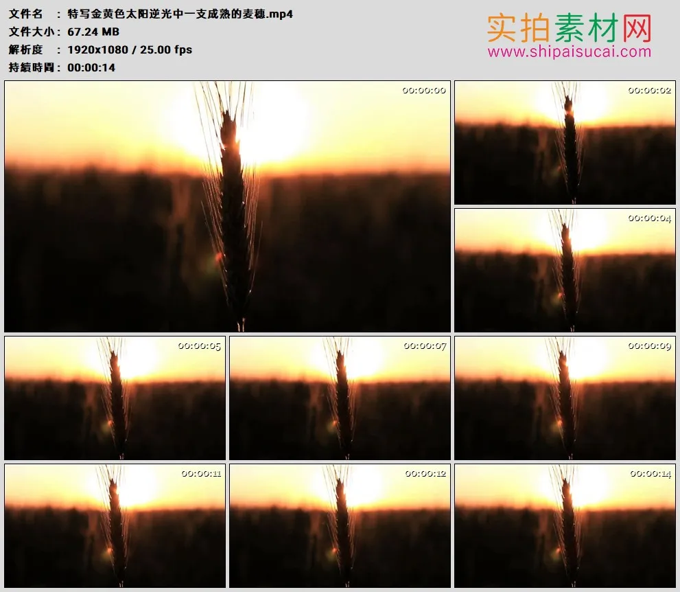 高清实拍视频素材丨特写金黄色太阳逆光中一支成熟的麦穗