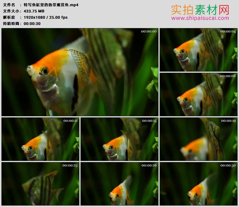 高清实拍视频素材丨特写鱼缸里的热带观赏鱼