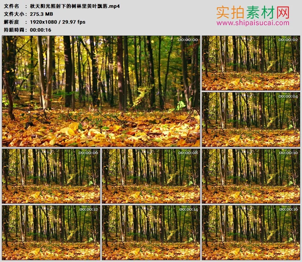 高清实拍视频素材丨秋天阳光照射下的树林里黄叶飘落