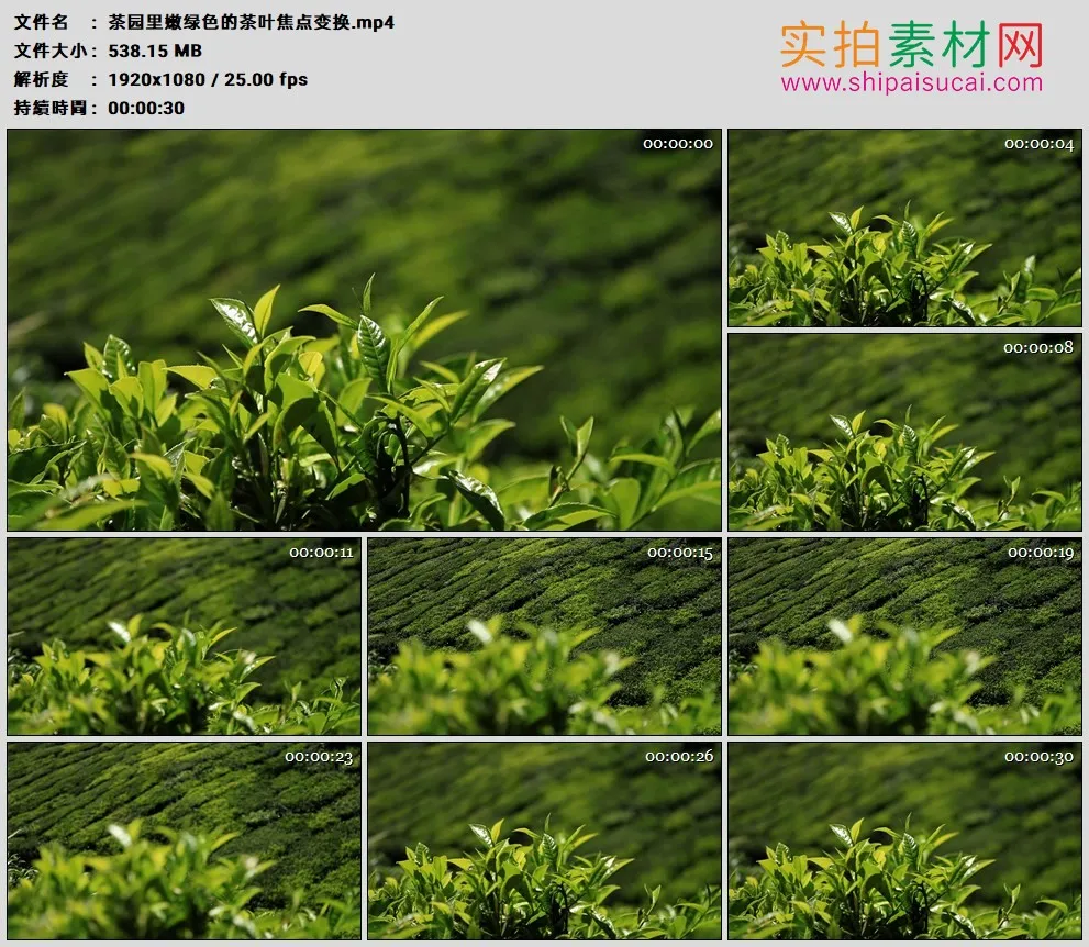 高清实拍视频素材丨茶园里嫩绿色的茶叶焦点变换