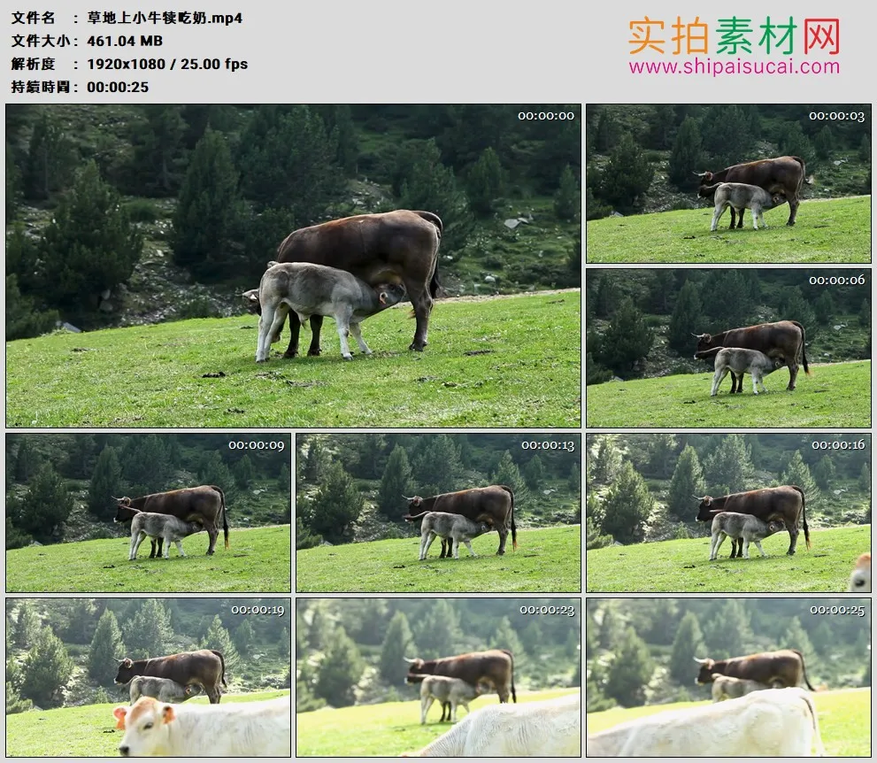 高清实拍视频素材丨草地上小牛犊吃奶