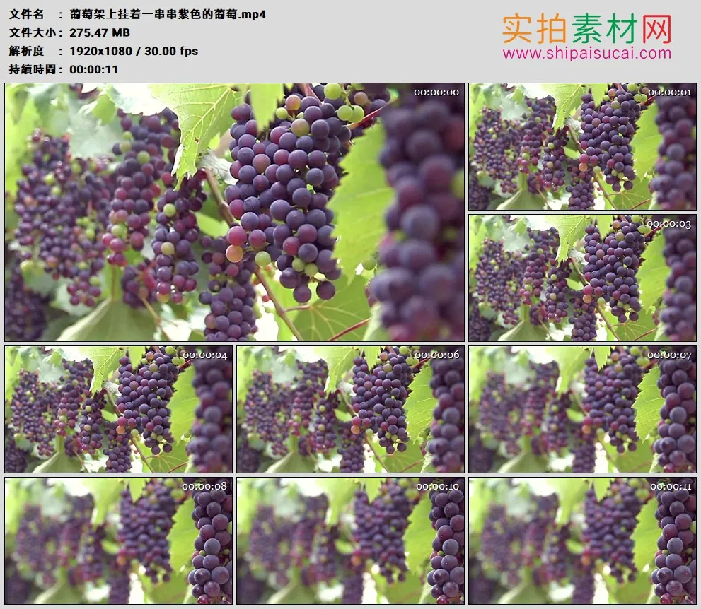 高清实拍视频素材丨葡萄架上挂着一串串紫色的葡萄