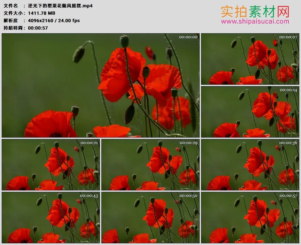 4K高清实拍视频素材丨逆光下的罂粟花随风摇摆