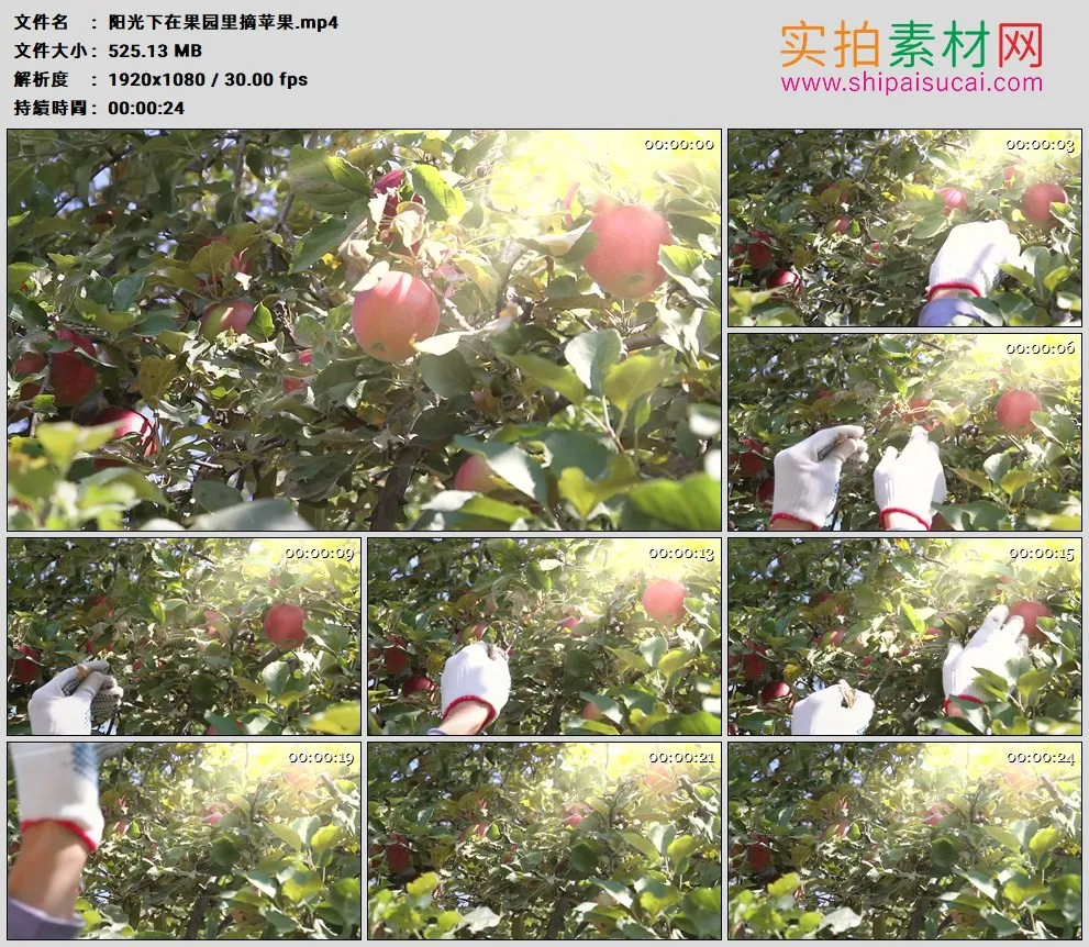 高清实拍视频素材丨阳光下在果园里摘苹果