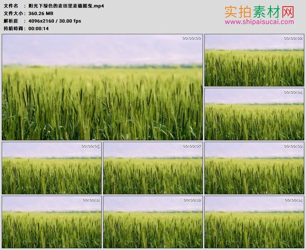 4K高清实拍视频素材丨阳光下绿色的麦田里麦穗摇曳