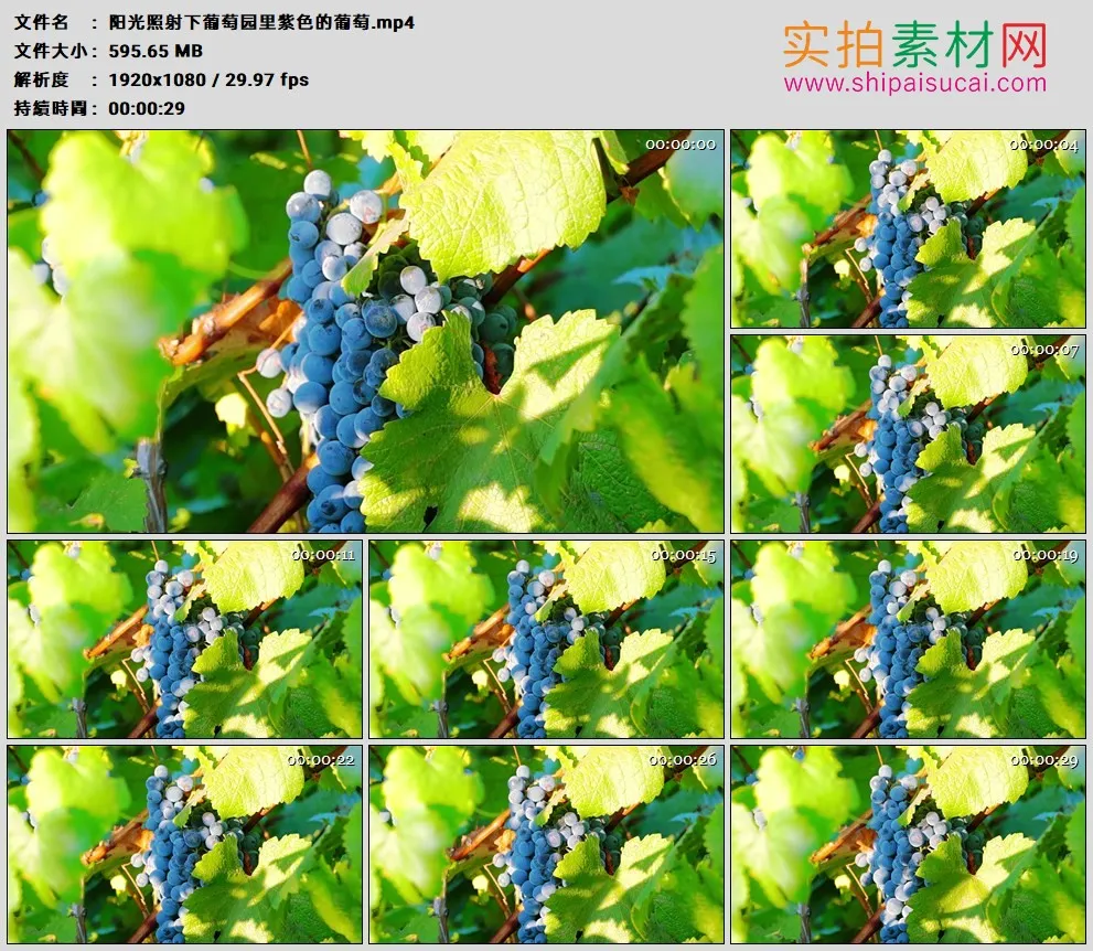 高清实拍视频素材丨阳光照射下葡萄园里紫色的葡萄