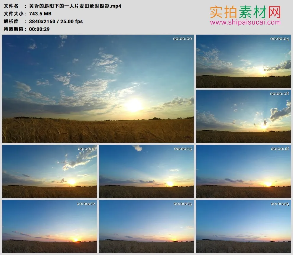 4K高清实拍视频素材丨黄昏的斜阳下的一大片麦田延时摄影