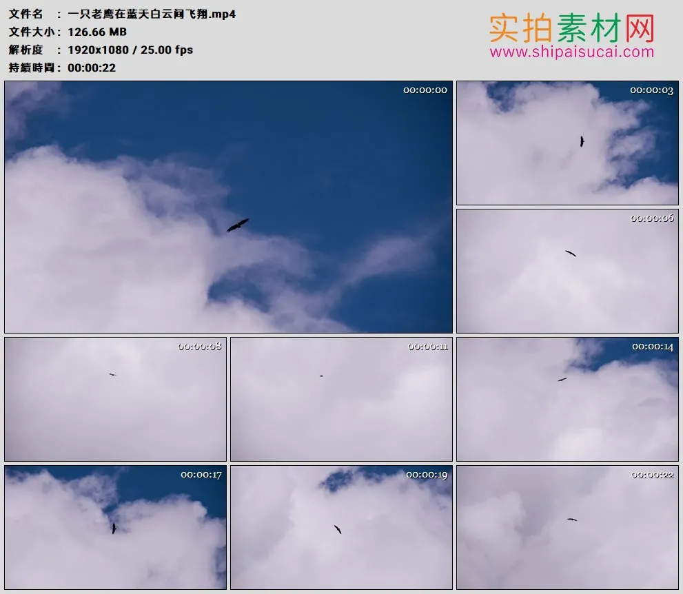 高清实拍视频素材丨一只老鹰在蓝天白云间飞翔