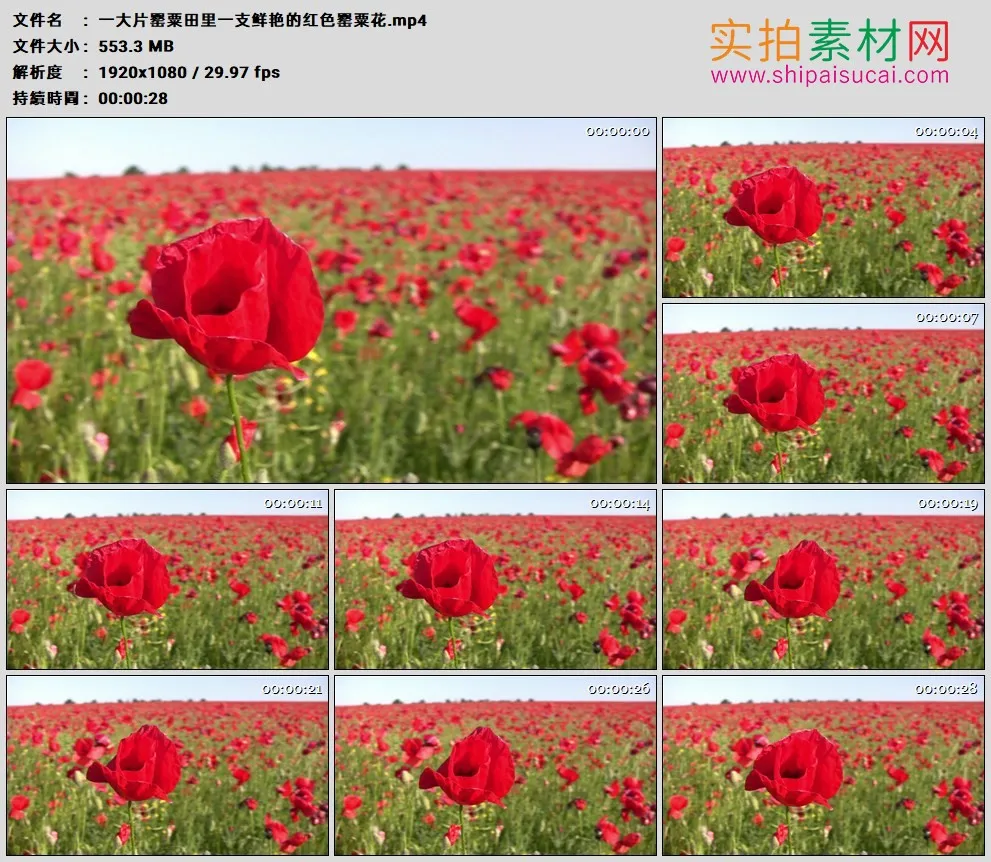高清实拍视频素材丨一大片罂粟田里一支鲜艳的红色罂粟花
