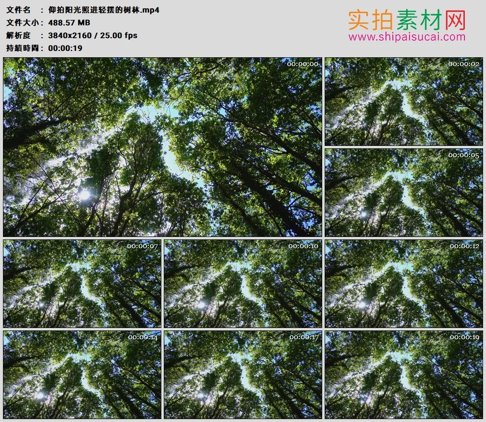 4K高清实拍视频素材丨仰拍阳光照进轻摆的树林