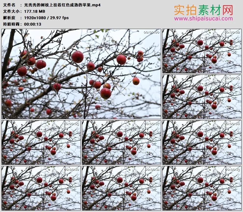 高清实拍视频素材丨光秃秃的树枝上挂着红色成熟的苹果