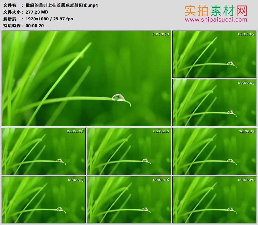 高清实拍视频素材丨嫩绿的草叶上挂着露珠反射阳光