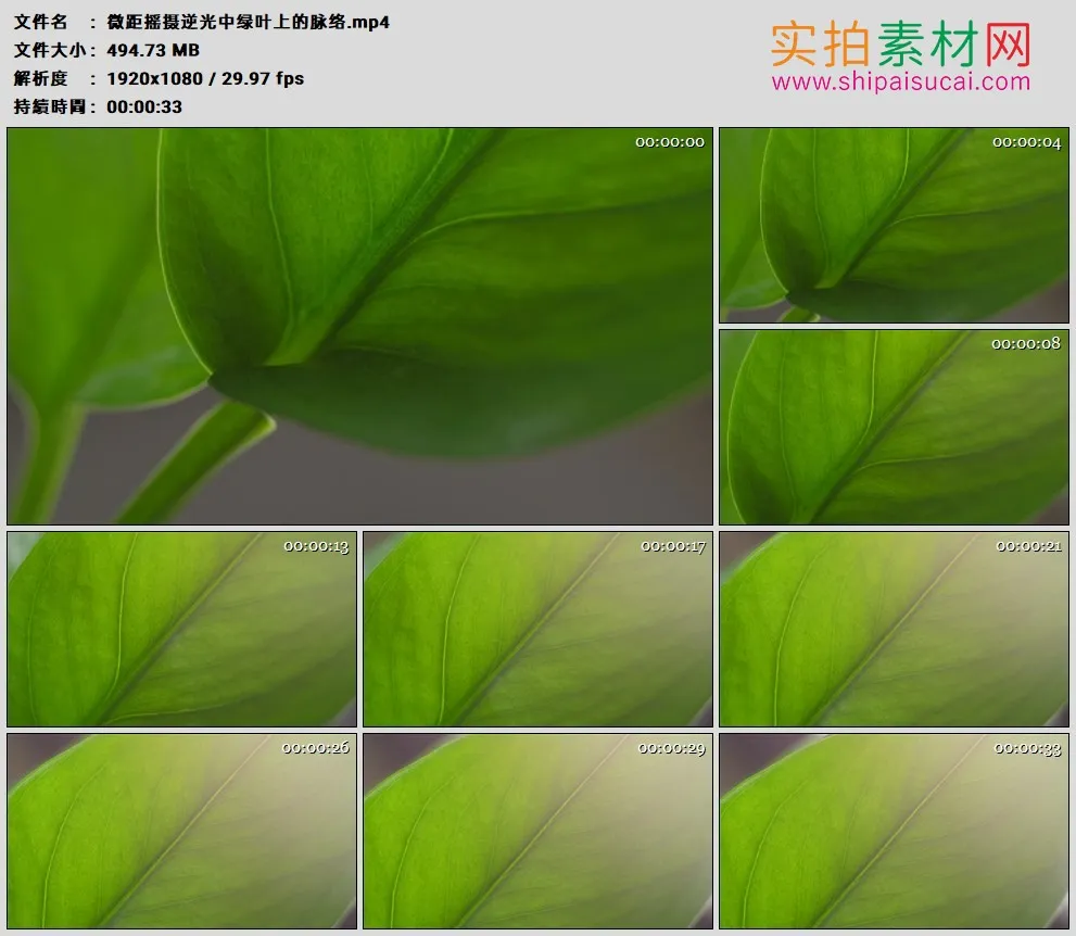 高清实拍视频素材丨微距摇摄逆光中绿叶上的叶脉脉络
