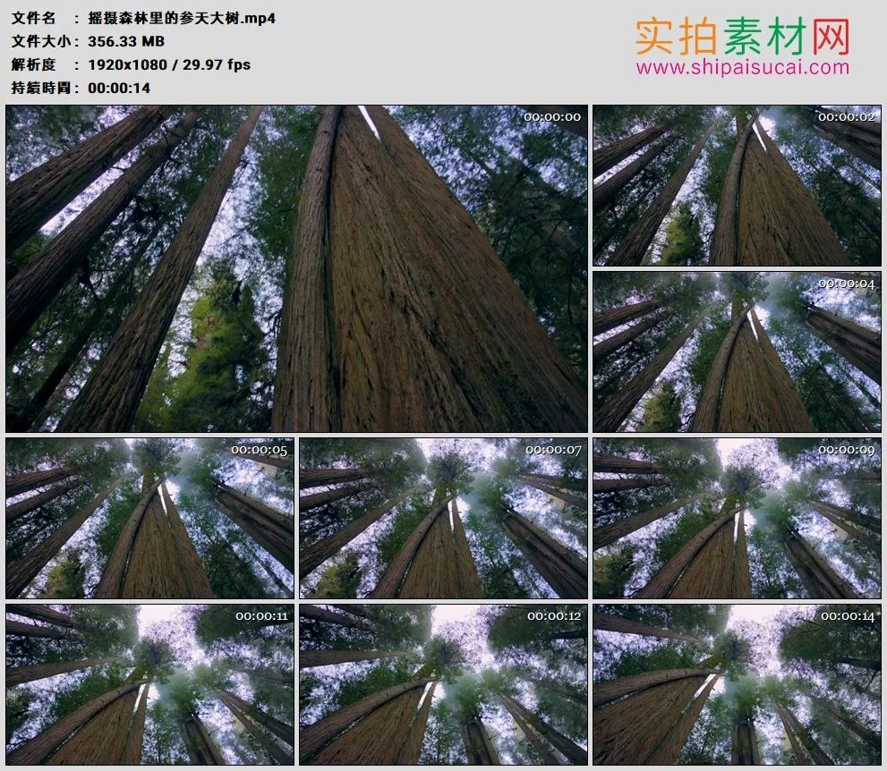 高清实拍视频素材丨摇摄森林里的参天大树