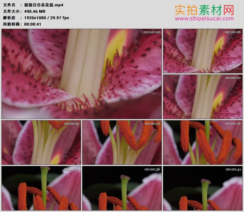 高清实拍视频素材丨摇摄百合花花蕊