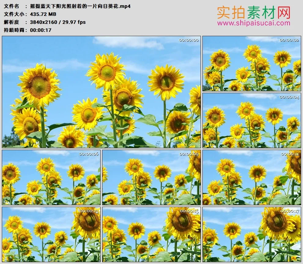 4K高清实拍视频素材丨摇摄蓝天下阳光照射着的一片向日葵花
