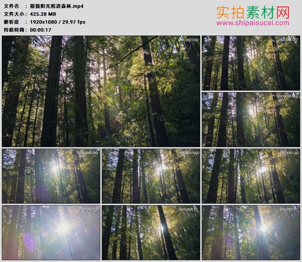 高清实拍视频素材丨摇摄阳光照进森林
