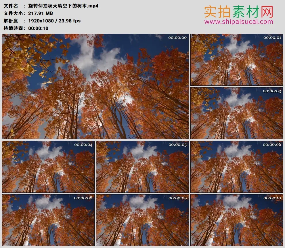 高清实拍视频素材丨旋转仰拍秋天晴空下的树木
