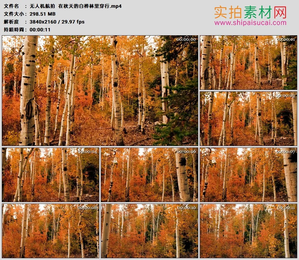 4K高清实拍视频素材丨无人机航拍  在秋天的白桦林里穿行