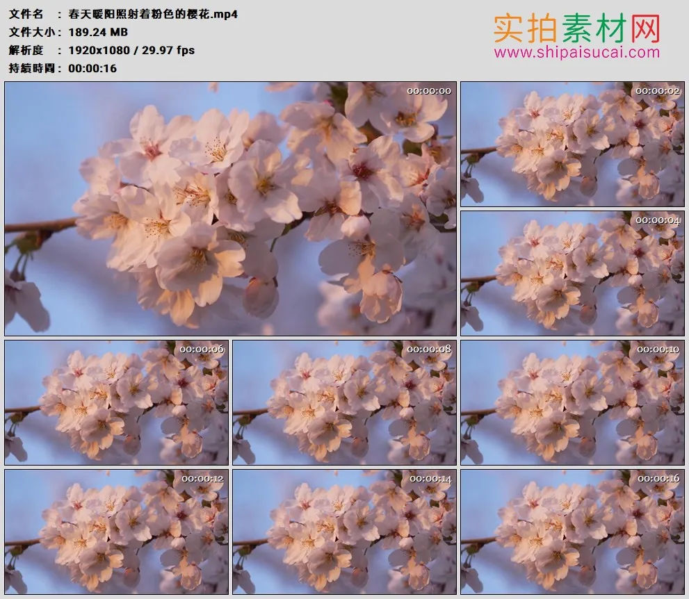 高清实拍视频素材丨春天暖阳照射着粉色的樱花