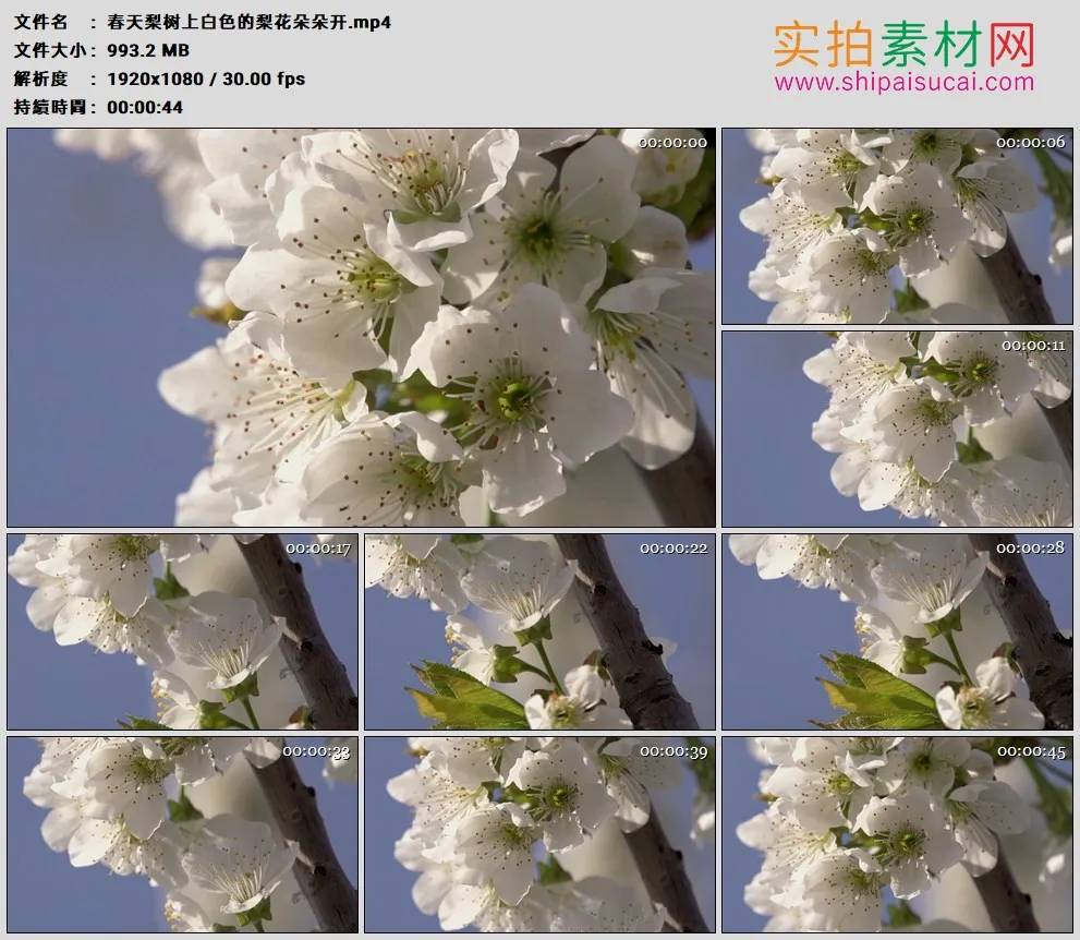 高清实拍视频素材丨春天梨树上白色的梨花朵朵开