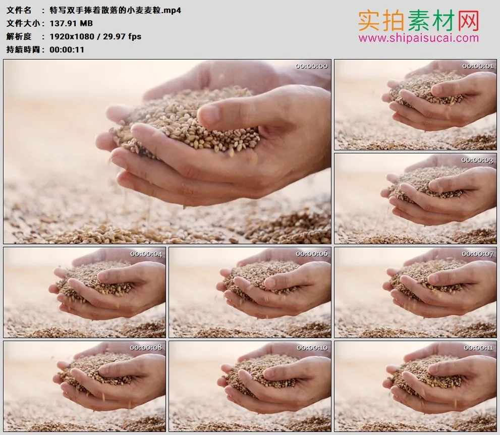 高清实拍视频素材丨特写双手捧着散落的小麦麦粒
