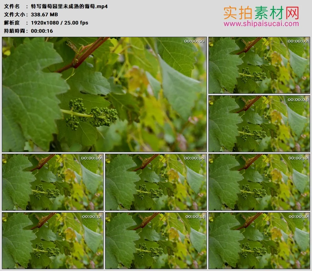 高清实拍视频素材丨特写葡萄园里未成熟的葡萄