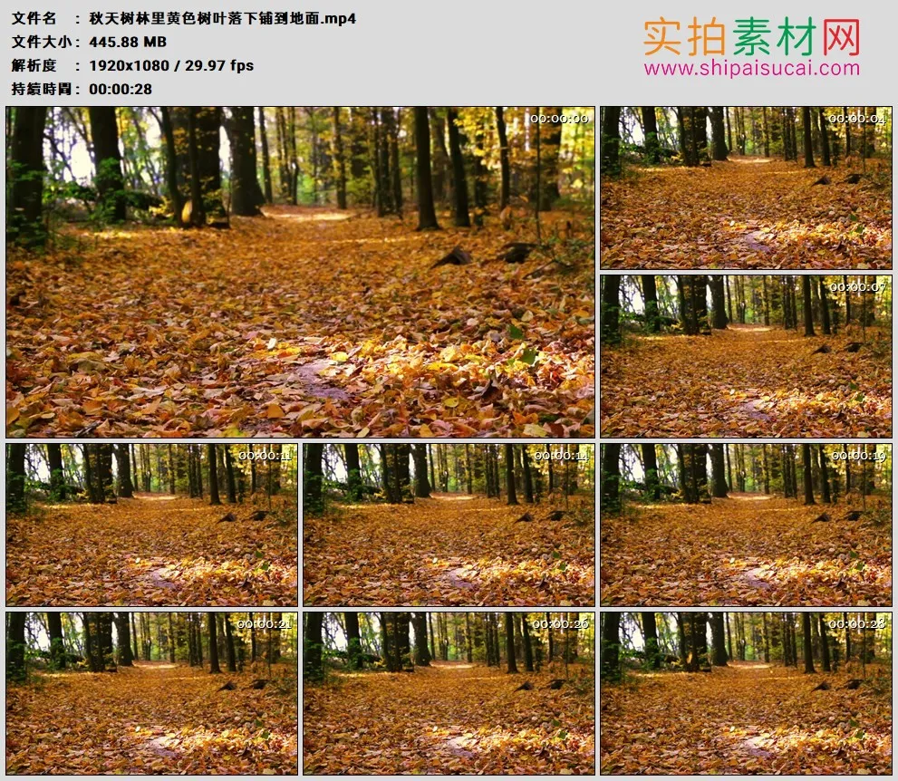 高清实拍视频素材丨秋天树林里黄色树叶落下铺到地面