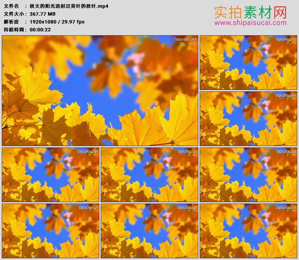 高清实拍视频素材丨秋天的阳光透射过黄叶的秋叶