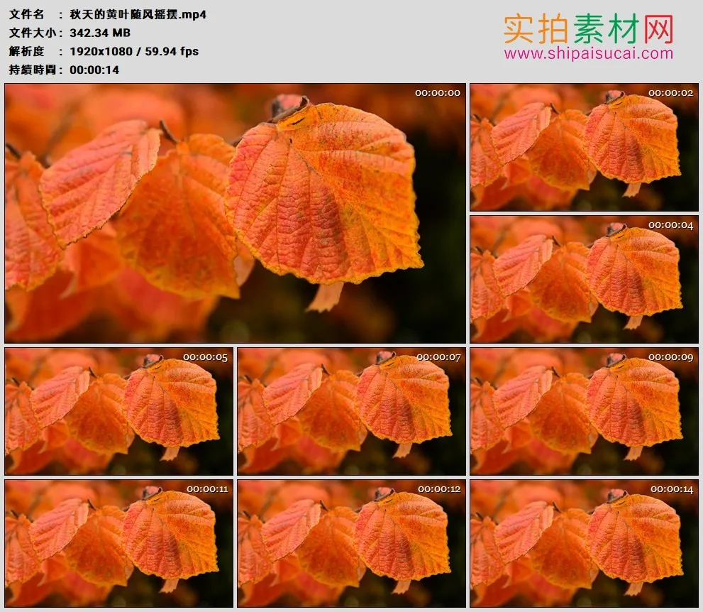 高清实拍视频素材丨秋天的黄叶随风摇摆