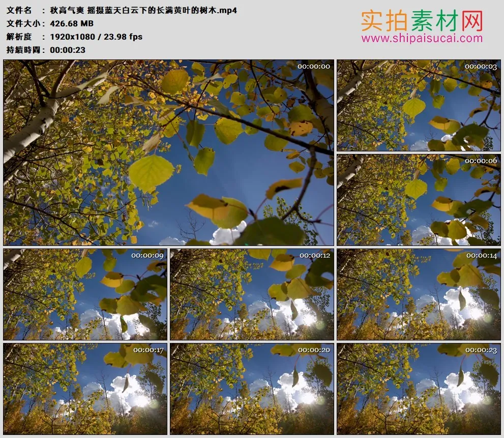 高清实拍视频素材丨秋高气爽 摇摄蓝天白云下的长满黄叶的树木