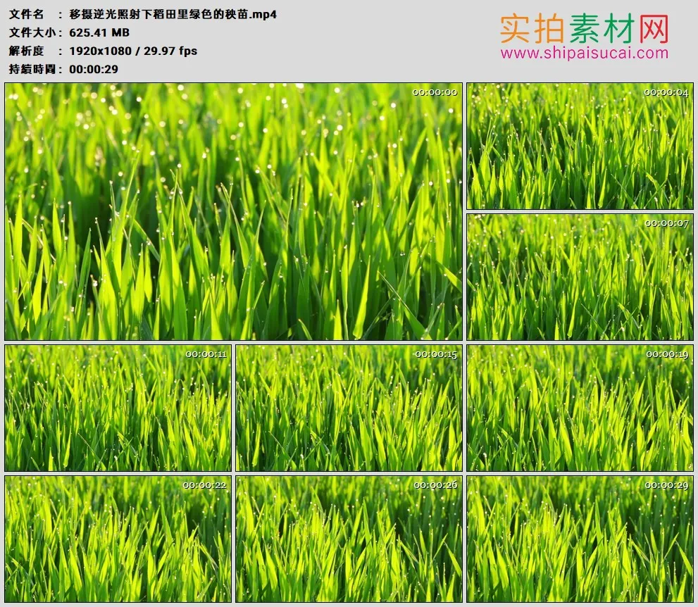 高清实拍视频素材丨移摄逆光照射下稻田里绿色的秧苗