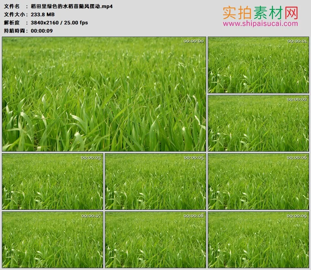 4K高清实拍视频素材丨稻田里绿色的水稻苗随风摆动
