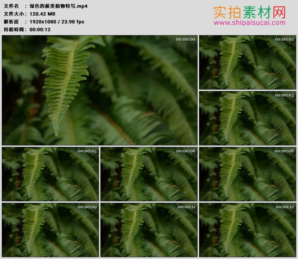 高清实拍视频素材丨绿色的蕨类植物特写